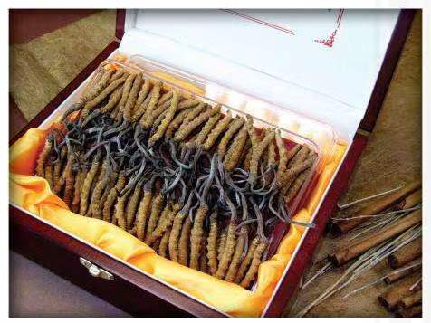 麻栗坡冬虫夏草回收